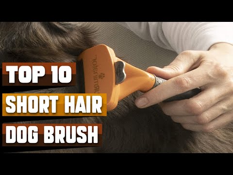 Best Brush For Short Hair Dog In 2023 - Top 10 Brush...