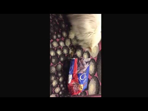 U r not gonna believe what this cat doing overload cuteness