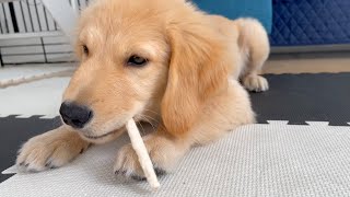 【Mastication sound】 Golden retriever puppy Bisuke,he tried chewing gum for the first time