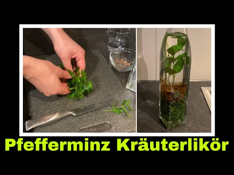 Pfefferminze Kräuterlikör herstellen | Pfefferminzlikör ansetzen | Selbstversorgung: Likör