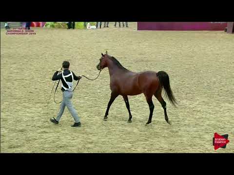 N 223 MANSOUR AL KHOR   21st Qatar National 2018   Colts 2 Years Old Class 7