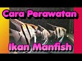 Cara Perawatan Ikan Hias Manfish