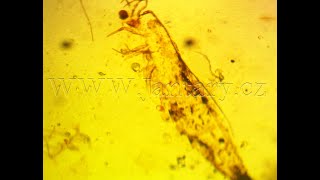   Křídový jantar B-8