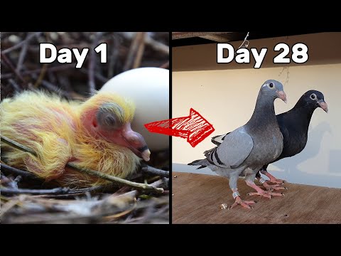 Baby Pigeons Growing | Four Weeks Day by Day