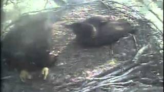 preview picture of video 'Decorah eaglets starting hovering'