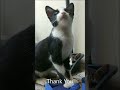 Meow Tuxedo Cute Cats And Kittens