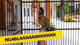 Download lagu Burung Samyong NTT Gacor Full Isian Cocok Untuk Masteran Murai Batu mp3