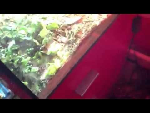 comment soigner une tortue aquatique