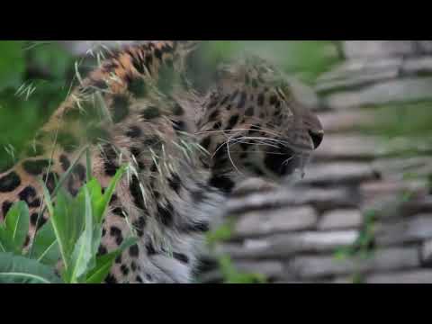 "Bayezid the Thunderbolt: Rise & Fall of History's Most Tragic Sultan (1389-1402)"