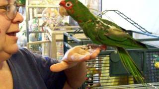 preview picture of video 'Picard, 1-legged Mitred Conure at the shelter'