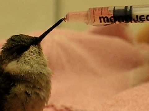 Hand-feeding a baby hummingbird - close up~