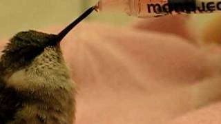 Hand-feeding a baby hummingbird - close up~