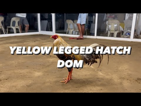 SINONG DI MAPAPA IBIG SAIYO | YELLOW LEGGED HATCH DOM | ORONCE BROTHERS