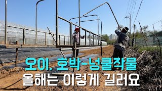 오이, 호박 올해는 이렇게 길러요
