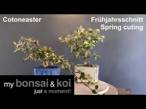 Bonsai - just a moment - Cotoneaster - Frühjahrsschnitt - Spring cut
