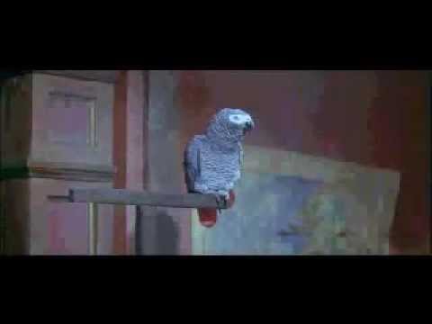 Totò contro il pirata nero