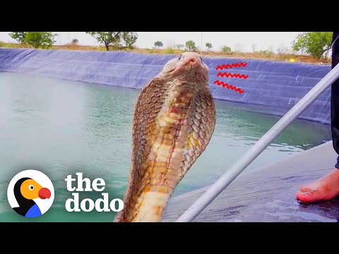 Guy Risks His Own Life To Save 3 Trapped Snakes | The Dodo