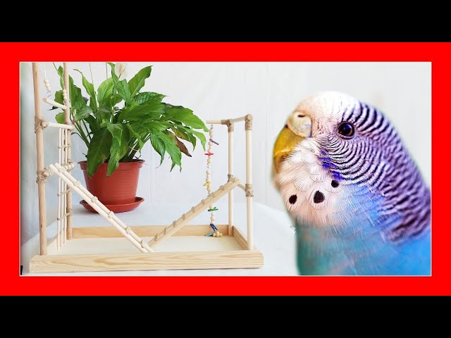 Vídeo relacionado con 12 Juguetes Agapornis de Madera Columpios Hamaca Escalera y Otros Colgantes Ideales para Agaporni Loros Cockatiels Jaula Loro y Otras Jaulas Incluidos