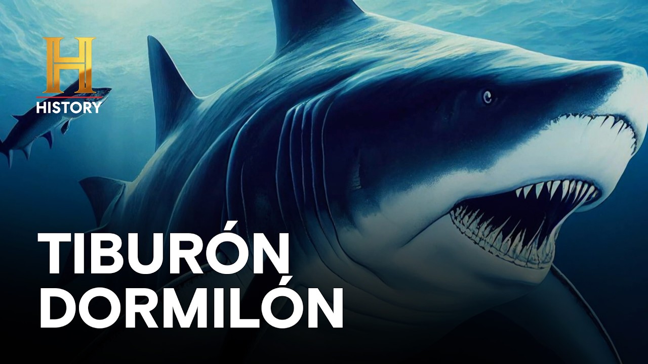 TIBURÓN DORMILÓN - LA EVIDENCIA ESTÁ ENTRE NOSOTROS