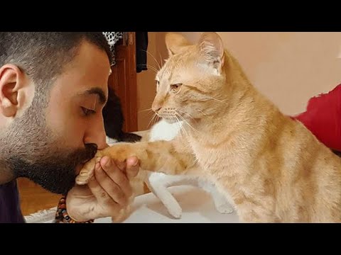 This Is Exactly What Happen When Your Best Friend Is CATS -  Cat and Human Are Best Friend