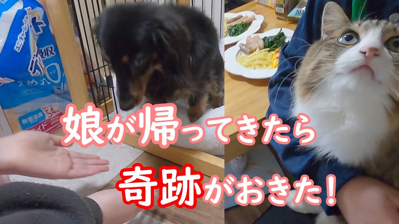 【奇跡】半年ぶりに娘が来たら奇跡がおきました！【保護猫／犬】