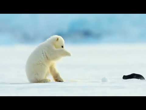 Polar bear cub surprised by a seal ) cute animals