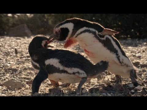 Vicious penguin fight - Patagonia: Earth' Secret Paradise: Episode 2 Preview - BBC