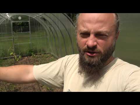 Pomidory na dziko i zadbane 3 - sadzonki odżyły