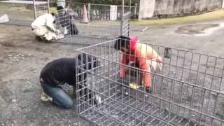 迎春！　イノシシ用箱わな作り競争の巻 byみかん農家４人