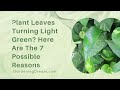 Plant Leaves Turning Light Green Here Are The 7 Possible Reasons