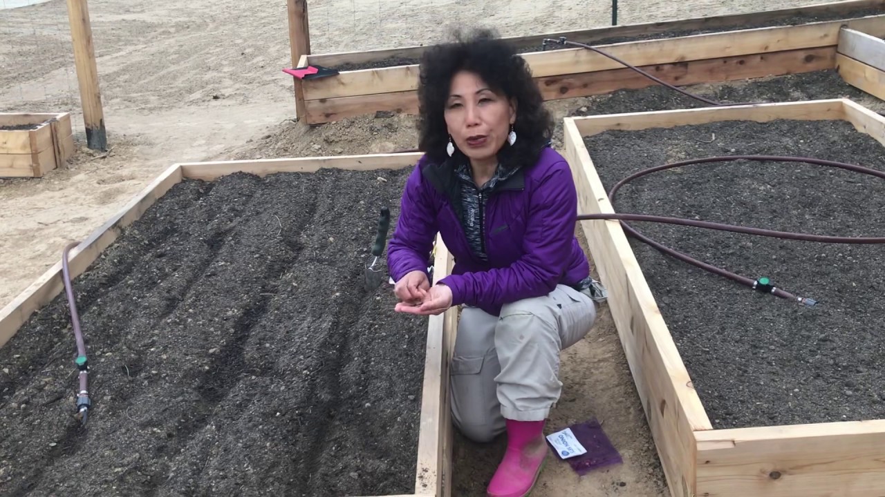 Building a Garden | Planting Early Crop Seeds