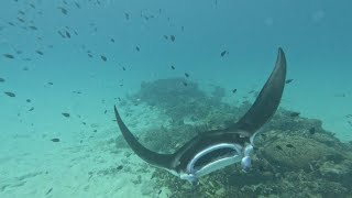 Diving with Manta Rays in Cocos Keeling, 04.10.2025