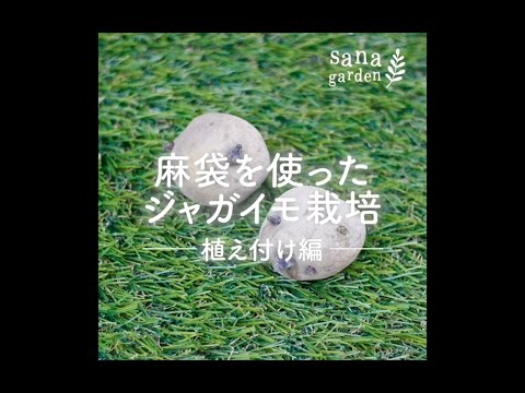 冬でもジャガイモは栽培できますか？どのような条件下で?  庭園