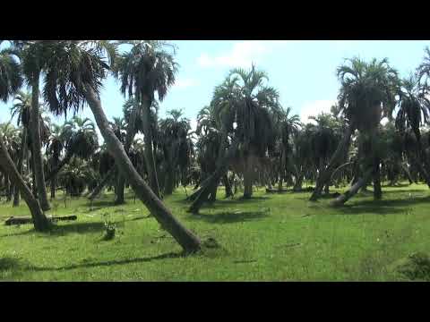 ENTRAMOS AL PALMAR DE CASTILLOS 2