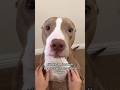 This Is The Pitbull Pitbull Funnypet Animal Funnydogs Shorts