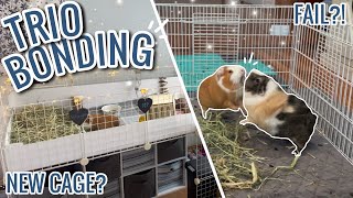 Bonding 2 Females with a Neutered Male | Success or Fail?!