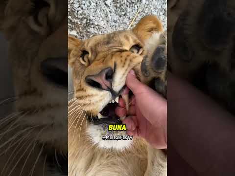 Pişiklər niyə qutuları dişləyir? 🐱