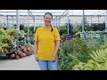 PETITTI Outdoor Fern Spotlight How To Grow And Care For Hardy Perennial Ferns