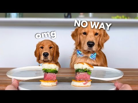 Dog Reviews Food With Little Brother | Tucker Taste Test 21