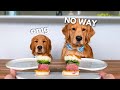 Dog Reviews Food With Little Brother Tucker Taste Test 21