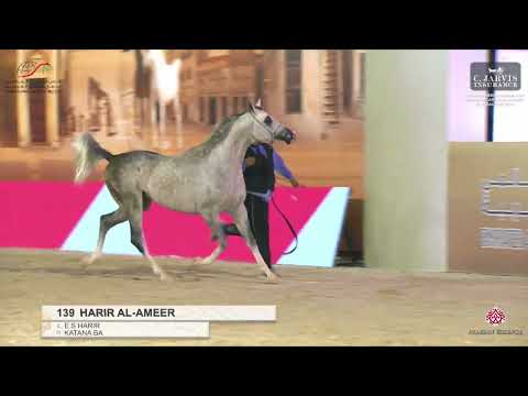 N 139 HARIR AL AMEER   Bahrain Breeders Show 2024 Emirates AHGC   Senior Stallions Class 6A
