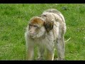 Monkey 4k Ultra Video Monkey Meeting Video Monkey Lifestyle Animal World Monkey Part 37