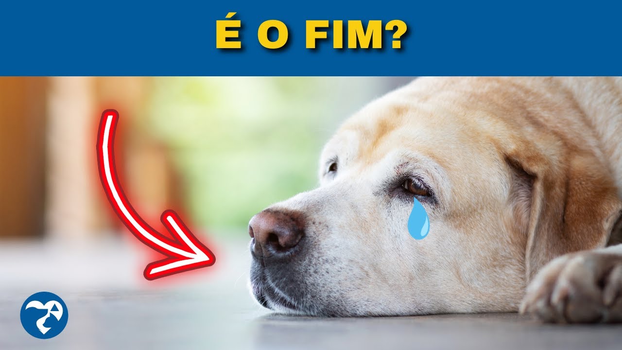 5 Sinais Críticos que Indicam que seu Cachorro  e Gato Está Morrendo (Parte 2)