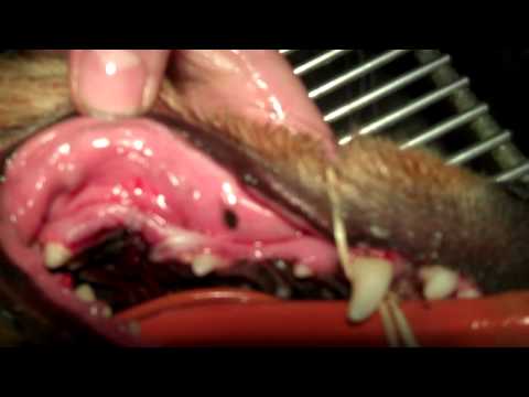 Canine Molar Extraction
