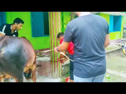 Qurban vibes 🙂। Intisar Ahmed Rishat।