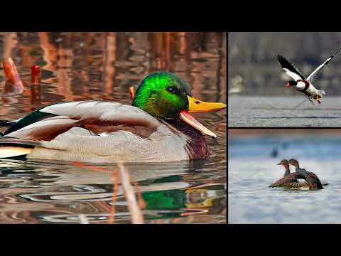 #WaterTrek #WingsOfChange