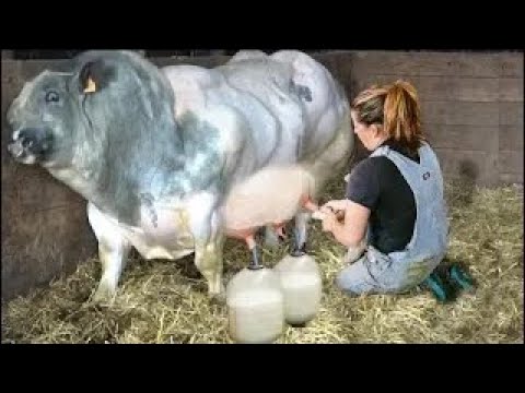 American Ranchers Raise 30,1 Million Beef Cattle This Way - American Cow Farm #farming #cows