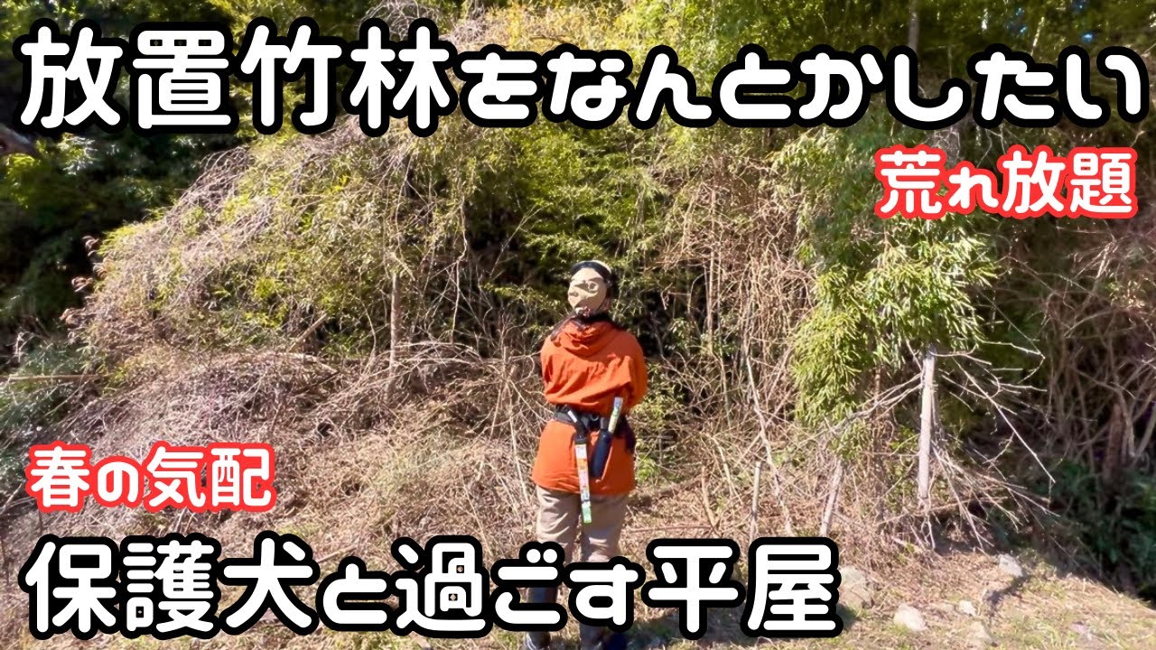 【独身女と保護犬】荒れた竹林を開拓したい｜保護犬と田舎で暮らす【平屋暮らし】