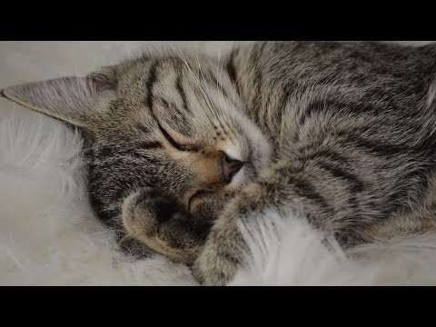 How to Treat Anemia in Cats - Method 2