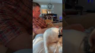 Video preview image #1 Chihuahua-Unknown Mix Puppy For Sale in Arlington, VA, USA